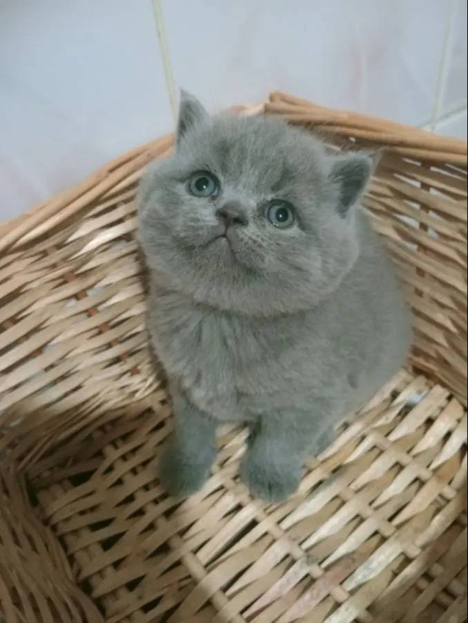 British shorthair blue point yavrular