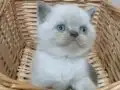 British shorthair blue point yavrular