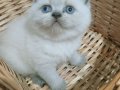 British shorthair blue point yavrular