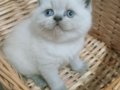 British shorthair blue point yavrular