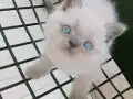 Mavi gözlü blue point yavrular