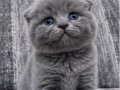 Top kafa ayı surat yavrularımız