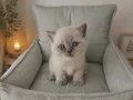 British shorthair yavrumuz