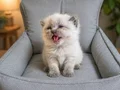 British shorthair yavrumuz
