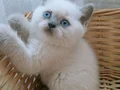 British shorthair yavrumuz