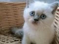 British shorthair yavrumuz