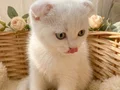 Top kafa ayı surat yavrularımız