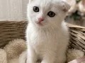 Top kafa ayı surat yavrularımız