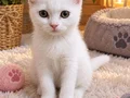 Kehribar gözlü pamuk kızlar
