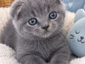 Scottish fold yavrular