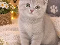 Scottish fold yavrular