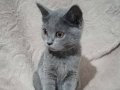 British shorthair yavrular