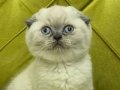 Top kafa ayı surat Scottish fold yavrular