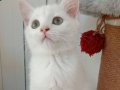   Gri British shorthair yavrular