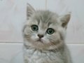 Güzel gözlü British shorthair yavrular
