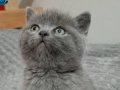 Gri British shorthair