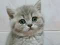 Güzel gözlü British Shorthair yavrular
