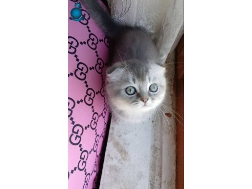 İki aylık yavrular yeni yuvasını arıyor