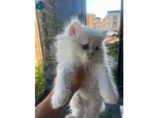BRİSTİSHLONGHAİR YAVRU KEDİLERİMİZ 