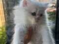 BRİSTİSHLONGHAİR YAVRU KEDİLERİMİZ  