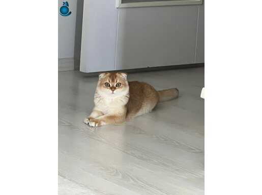 Orjinal safkan scottish kedimize güzel bir yuva arıyoruz!!!