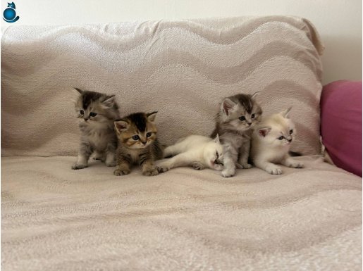 Safkan british yavrular