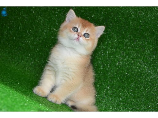 BY11 Dişi British Shorthair