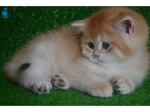 Premium Golden Dişi British Shorthair