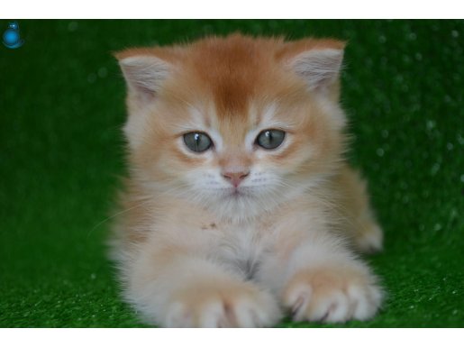 BY12 Dişi British Shorthair Golden
