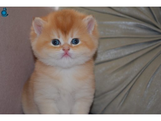 PREMİUM BRTİSH SHORTHAİR GOLDEN BY12 DİŞİ