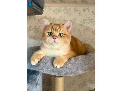 British Shorthair Golden Erkek