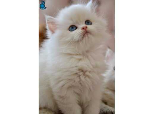 British Longhair Golden Point 