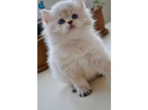 British Longhair Golden Point