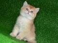 BY11 Dişi British Shorthair