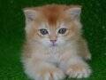 BY12 Dişi British Shorthair Golden