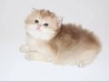 British Longhair Golden