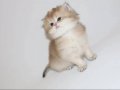 British Longhair Golden