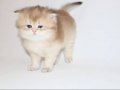 British Longhair Golden