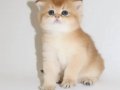 British Shorthair Golden