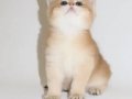 British Shorthair Golden