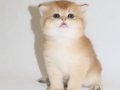 British Shorthair Golden