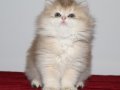 British Longhair Golden