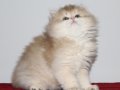 British Longhair Golden