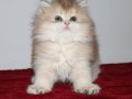 British Longhair Golden