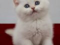 British Shorthair Golden Point Dişi