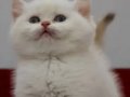 British Shorthair Golden Point Dişi