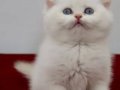 British Shorthair Golden Point Dişi