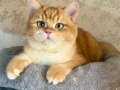 British Shorthair Golden Erkek