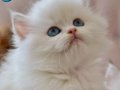 British Longhair Golden Point 