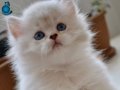 British Longhair Golden Point